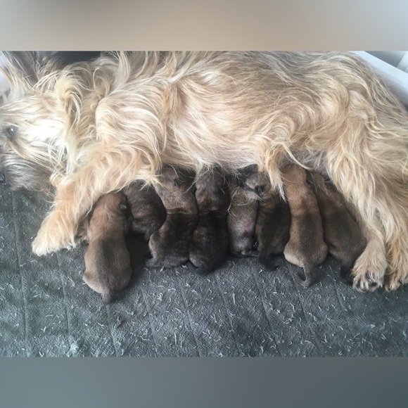 Meet your Posher, Elizabeth - Picture 14 of 16